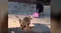 Perro nota que nueva mascota de su dueña utiliza su ropa y trata de quitársela [VIDEO]
