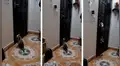Chica descubre lo que su travieso gato hace cuando lo deja encerrado en su cuarto [VIDEO]