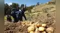 Bolivia no importará más papa y cebolla: Agricultores peruanos en alerta