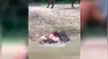 Pareja se sube a caballo para dar un paseo y este reacciona de la peor forma al sentir su excesivo peso [VIDEO]
