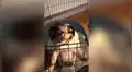 Perro ‘dramático’ quiere salir de su jaula, sin darse cuenta de un peculiar detalle [VIDEO] 