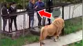 Turista que fotografiaba a manada de leones en zoológico recibe la peor venganza de depredador enfurecido [VIDEO]