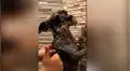 Perro vuelve a casa con el cuerpo lleno de lodo y acepta con resignación ser bañado por su dueña [VIDEO]