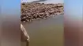 Hombre intenta liberar a pez arrojándolo al mar, pero comete un grave error [VIDEO]
