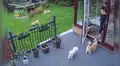 Gato se da cuenta que unos perros no obedecen a su dueña y los ‘obliga’ a ingresa a su casa [VIDEO]