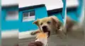Hombre invita comida a su perro y este le juega un terrible broma [VIDEO]