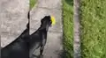 Perro obedece órdenes de su dueña y le hace el favor de ir a botar la basura [VIDEO]