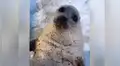 Facebook viral: le dan cubo de hielo a foca bebé y esta tiene increíble reacción [VIDEO]