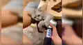 Gato ve que su dueña utiliza máquina de masajes y trata de probarlo [VIDEO]  