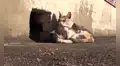 Gata callejera no deja a su cría con discapacidad y conmueve al darle comida todos los días [VIDEO]