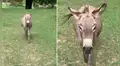 Burro vuelve a ver su dueña que lo crío cuando desde bebé y tiene emotiva reacción [VIDEO]