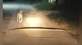 Perro pisa a enorme serpiente y esta abre su mandíbula