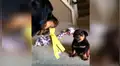 Cachorro se enfrenta a un perro más grande y protagonizan curiosa escena [VIDEO] 
