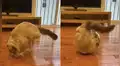 Travieso gato sorprendió a su dueño al meterse dentro de una pecera [VIDEO]