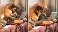 Perro ve a su dueño concentrado en su trabajo y hace de todo para llamar su atención [VIDEO]