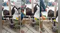Emprendedora peruana sorprende a transeúntes al vender leche sacada directamente de la cabra