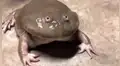 Vía Facebook: tocan la piel de una rana y este tiene inesperada reacción [VIDEO]
