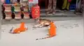 Le hacen cruel broma a perro con peluches de tigres y can huye despavorido [VIDEO] 