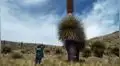 Puno: queman más de mil árboles de Puya Raimondi [FOTOS]