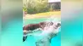 Joven se lanza a la piscina junto a enorme tigre y este se comporta como si fuera un tierno animal [VIDEO]