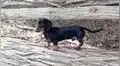 Niña se hace viral tras crear manual con dibujos para que cuiden a su perro [FOTOS]