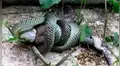 Mujer revisa su patio trasero y encuentra a voraz serpiente engullendo a otro reptil [VIDEO]