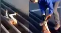 Facebook: hombre se gana el aplauso de miles al salvar a un canguro atrapado en una rejilla