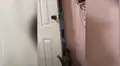 Revisa cámara y descubre lo que hacía su gato para ir a buscar a sus amigos [VIDEO]
