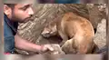Perra ayuda a cavar enorme hoyo para rescatar a sus cachorros enterrados [VIDEO]