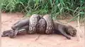 Facebook viral: hombres captan momento en que una lampalagua abre sus mandíbulas para devorar a puma [FOTOS]