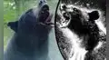 “Cocaine bear” lanza tráiler: oso se come una bolsa de cocaína y desata sangrienta cacería