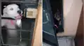 Perro abre la puerta de su casa para que entren a jugar unos animales que vivían en la calle [VIDEO]