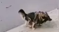 Le invita comida ‘chatarra’ a perro callejero y este tiene insólita reacción al verla [VIDEO]