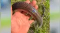 Joven atrapa con sus manos a letal serpiente y esta tiene insólita reacción [VIDEO]