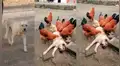 Facebook: perro callejero tenía muchas pulgas y gallos lo picotean para comérselas [VIDEO]