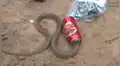 Rescató a cobra atrapada en una lata sin esperar su terrorífica reacción [VIDEO]