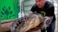Arriesgado joven carga enorme cocodrilo y al acariciarlo el reptil tiene efusiva reacción [VIDEO]