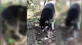 Perro hace un agujero en la tierra para enterrar a su cría que nació muerta [VIDEO]