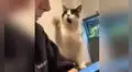 Gato ve al novio de su dueña en el celular e intenta llamar su atención