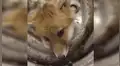Rescatan a pequeño zorro que quedó atrapado en una llanta y escena conmueve a miles [VIDEO]