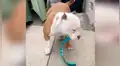 Perro ‘ruega’ a su dueño para dar un paseo y protagoniza emotiva escena [VIDEO] 