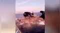 Travieso perro ve a un grupo de leones marinos en medio del mar y reacciona de forma insólita [VIDEO]