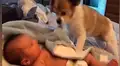 Mujer le pide a su perro que ‘cuide’ a su bebé y al regresar capta conmovedor momento [VIDEO] 