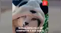 Descubre lo que su gato y un niño hacen cuando no está al revisar cinta de vigilancia [VIDEO]