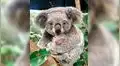 Australia: nace el primer koala luego de los incendios forestales