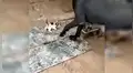 Perra rescata a pequeño gatos hambrientos y los lleva a su refugio para amamantarlos [VIDEO]