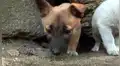 Jóvenes salvan la vida de dos perros callejeros que fueron abandonados dentro de una roca [VIDEO]