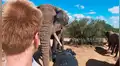 Turista graba aterrado su encuentro con una manada de elefantes salvajes [VIDEO]