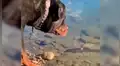 YouTube viral: este perro encontró a un pez descansando en el agua y lo que hizo deja sin palabras al mundo [VIDEO] 