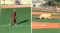 Enorme oso polar provoca el caos al ingresar a campo de béisbol y evadir a dos oficiales [VIDEO]